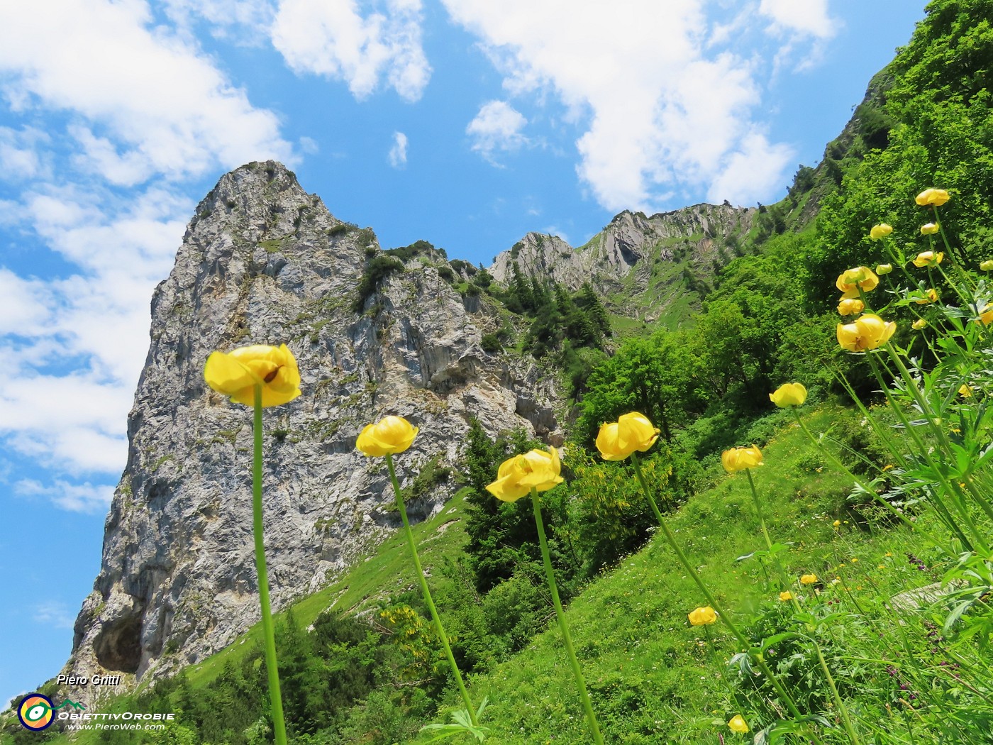 73 Trollius europaeus (Botton d'oro), sul sent. 219 alle pendici del torrione del Corno Branchino .JPG